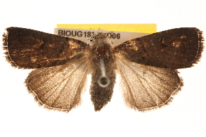  ( - BIOUG18346-D06)  @13 [ ] CreativeCommons - Attribution (2015) CBG Photography Group Centre for Biodiversity Genomics