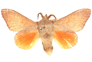  ( - BIOUG18348-A02)  @11 [ ] CreativeCommons - Attribution (2015) CBG Photography Group Centre for Biodiversity Genomics