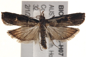  ( - BIOUG18348-H07)  @13 [ ] CreativeCommons - Attribution (2015) CBG Photography Group Centre for Biodiversity Genomics