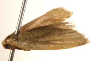  ( - BIOUG18612-D01)  @12 [ ] CreativeCommons - Attribution (2015) CBG Photography Group Centre for Biodiversity Genomics