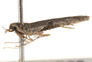  ( - BIOUG18613-G06)  @12 [ ] CreativeCommons - Attribution (2015) CBG Photography Group Centre for Biodiversity Genomics
