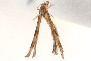  ( - BIOUG19527-A06)  @12 [ ] CreativeCommons - Attribution (2015) CBG Photography Group Centre for Biodiversity Genomics