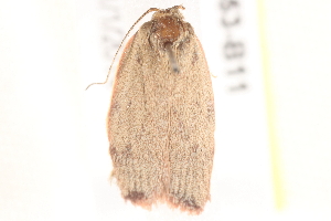 ( - BIOUG19453-B11)  @12 [ ] CreativeCommons - Attribution (2015) CBG Photography Group Centre for Biodiversity Genomics