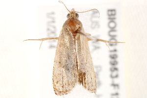  ( - BIOUG19953-F12)  @13 [ ] CreativeCommons - Attribution (2015) CBG Photography Group Centre for Biodiversity Genomics