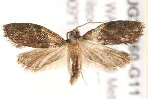  (Capua dura - BIOUG20260-G11)  @15 [ ] CreativeCommons - Attribution (2015) CBG Photography Group Centre for Biodiversity Genomics
