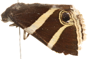  ( - BIOUG20289-A04)  @13 [ ] CreativeCommons - Attribution (2015) CBG Photography Group Centre for Biodiversity Genomics