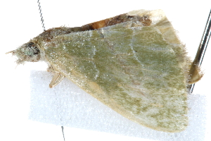  ( - BIOUG21481-D01)  @12 [ ] CreativeCommons - Attribution (2015) CBG Photography Group Centre for Biodiversity Genomics