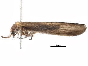  (Stenobiella - BIOUG20359-H01)  @14 [ ] CreativeCommons - Attribution (2016) CBG Photography Group Centre for Biodiversity Genomics