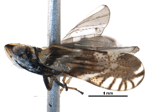  (Cixiidae - BIOUG20421-A11)  @15 [ ] CreativeCommons - Attribution (2016) CBG Photography Group Centre for Biodiversity Genomics