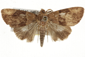  ( - BIOUG37863-H11)  @13 [ ] CreativeCommons - Attribution (2018) CBG Photography Group Centre for Biodiversity Genomics