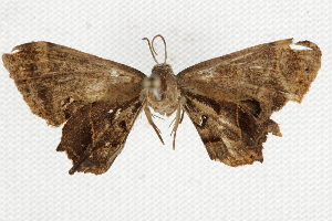  ( - BIOUG37861-C03)  @11 [ ] CreativeCommons - Attribution (2018) CBG Photography Group Centre for Biodiversity Genomics