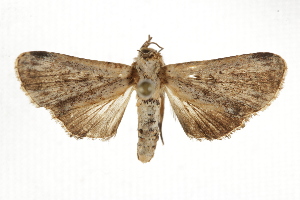  ( - BIOUG37861-D11)  @11 [ ] CreativeCommons - Attribution (2018) CBG Photography Group Centre for Biodiversity Genomics