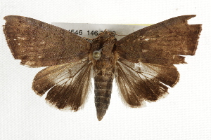  ( - BIOUG37862-H09)  @13 [ ] CreativeCommons - Attribution (2018) CBG Photography Group Centre for Biodiversity Genomics