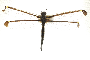  (Stilbopterygini - BIOUG10442-G09)  @12 [ ] CreativeCommons - Attribution (2014) CBG Photography Group Centre for Biodiversity Genomics