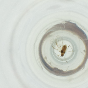  ( - WALW_009_C5)  @11 [ ] by (2023) Wellcome Sanger Institute (Genome Research Limited) Wellcome Sanger Institute (Genome Research Limited)