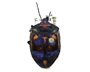  (Tectocorinae - CCDB-27058-B02)  @14 [ ] CreativeCommons - Attribution (2016) WAM Western Australia Museum