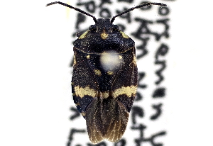  (Aplerotus maculatus - CCDB-27060-H03)  @15 [ ] CreativeCommons - Attribution Non-Commercial Share-Alike (2016) WAM Western Australia Museum