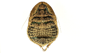  (Euzosteria tuberculata - CCDB-27393-F05)  @15 [ ] CreativeCommons - Attribution (2016) WAM Western Australia Museum