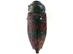  (Temognatha bonvouloirii - CCDB-27394-A10)  @14 [ ] CreativeCommons - Attribution (2016) WAM Western Australia Museum