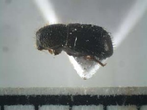  ( - USNM ENT 01014723)  @12 [ ] No Rights Reserved  Unspecified Unspecified