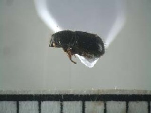  ( - USNM ENT 01014713)  @12 [ ] No Rights Reserved  Unspecified Unspecified