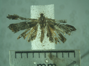  (Hilarographa sp. AAG4812 - USNM ENT 01014185)  @13 [ ] No Rights Reserved  Unspecified Unspecified