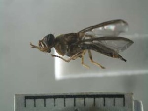  (Bactrocera sp. ADC7327 - USNM ENT 01014942)  @12 [ ] No Rights Reserved  Unspecified Unspecified