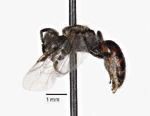  ( - CCDB-20945 F02)  @14 [ ] No Rights Reserved (2015) Cory Sheffield Royal Saskatchewan Museum