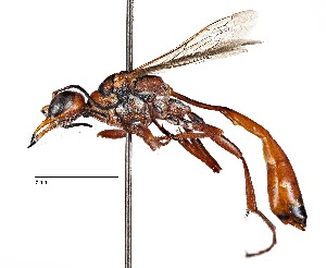  (Ammophila ferruginosa - CCDB-20946 F12)  @16 [ ] No Rights Reserved (2015) Cory Sheffield Royal Saskatchewan Museum