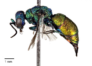  (Pseudospinolia neglecta - CCDB-20946 G12)  @15 [ ] No Rights Reserved (2015) Cory Sheffield Royal Saskatchewan Museum