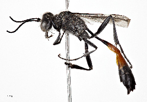  (Ammophila azteca - CCDB-20948 E06)  @15 [ ] No Rights Reserved (2015) Cory Sheffield Royal Saskatchewan Museum