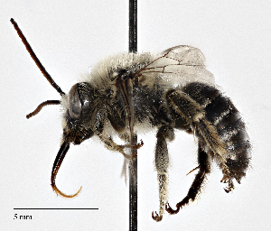 ( - CCDB-25139 G02)  @14 [ ] © (2017) Cory Sheffield Royal Saskatchewan Museum