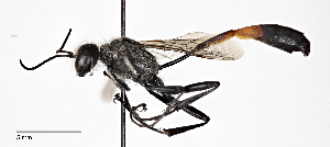  (Ammophila kennedyi - CCDB-25140 E03)  @14 [ ] © (2017) Cory Sheffield Royal Saskatchewan Museum
