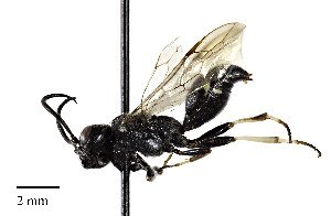  (Lycogaster pullata nevadensis - CCDB-25169 A06)  @14 [ ] © (2018) Cory S. Sheffield Royal Saskatchewan Museum