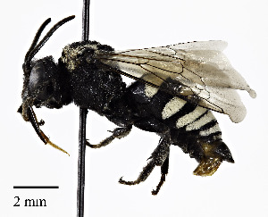 (Triepeolus dacotensis - CCDB-25169 E07)  @15 [ ] © (2018) Cory S. Sheffield Royal Saskatchewan Museum