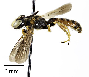  (Protandrena verbesinae - CCDB-25169 G04)  @14 [ ] © (2018) Cory S. Sheffield Royal Saskatchewan Museum