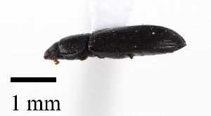  ( - CCDB-25169 G06)  @11 [ ] © (2018) Cory S. Sheffield Royal Saskatchewan Museum