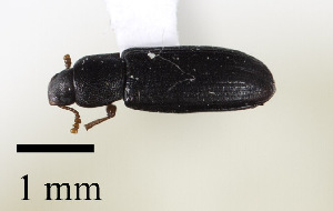  ( - CCDB-25169 G07)  @11 [ ] © (2018) Cory S. Sheffield Royal Saskatchewan Museum