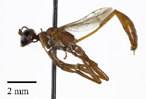  (Ammophila wrighti - CCDB-25169 H10)  @15 [ ] © (2018) Cory S. Sheffield Royal Saskatchewan Museum