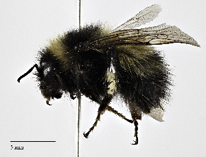  (Bombus kluanensis - CCDB-25172 E10)  @15 [ ] © (2018) Cory S. Sheffield Royal Saskatchewan Museum