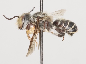  (Megachile cylindrica - CCDB-38307_E11)  @11 [ ] CreativeCommons - Attribution Share-Alike (2022) Cory Sheffield Royal Saskatchewan Museum