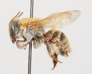  (Megachile vestis - CCDB-38307_F11)  @11 [ ] CreativeCommons - Attribution Share-Alike (2022) Cory Sheffield Royal Saskatchewan Museum