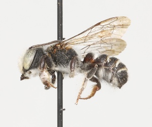  (Megachile reflexa - CCDB-38307_H03)  @11 [ ] CreativeCommons - Attribution Share-Alike (2022) Cory Sheffield Royal Saskatchewan Museum