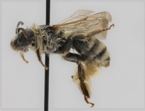  (Melissodes lupinus - CCDB-38765 H01)  @11 [ ] copyright (2021) Cory Sheffield Royal Saskatchewan Museum