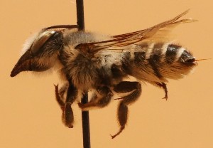  (Megachile hilata - CCDB-38773 A02)  @11 [ ] copyright (2021) Cory Sheffield Royal Saskatchewan Museum