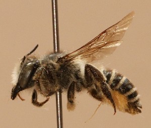  (Megachile instita - CCDB-38773 A06)  @11 [ ] copyright (2021) Cory Sheffield Royal Saskatchewan Museum