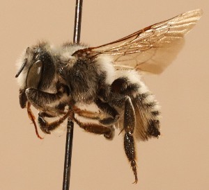  (Megachile mojavensis - CCDB-38773 A09)  @11 [ ] copyright (2021) Cory Sheffield Royal Saskatchewan Museum