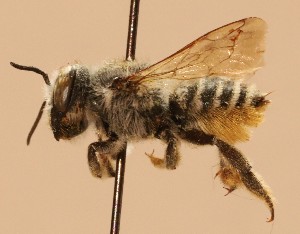  (Megachile coloradensis - CCDB-38773 A10)  @11 [ ] copyright (2021) Cory Sheffield Royal Saskatchewan Museum