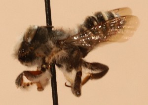  (Megachile boharti - CCDB-38773 B03)  @11 [ ] copyright (2021) Cory Sheffield Royal Saskatchewan Museum