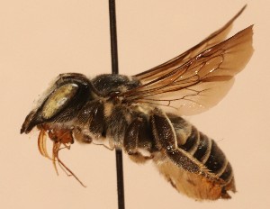  (Megachile deflexa - CCDB-38773 C03)  @11 [ ] copyright (2021) Cory Sheffield Royal Saskatchewan Museum